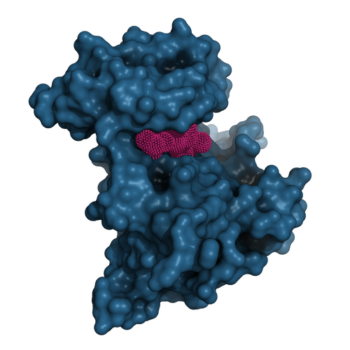 “Dark blue 3D structure of ROS1 receptor tyrosine kinase with textured fuchsia inhibitor molecule enclosed in binding pocket